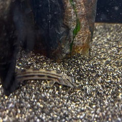 アクアリウム用 砂（黒系・細目）　大阪市中央区の画像