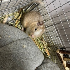 デグーの里親募集