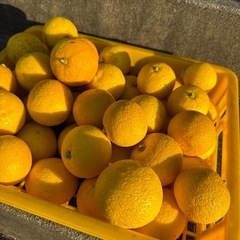 化学肥料農薬不使用　カボス10個の画像