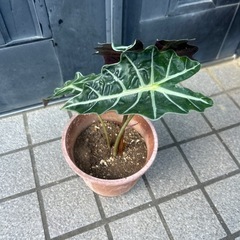 観葉植物の画像