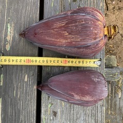 バナナの花（バナナハート）の画像