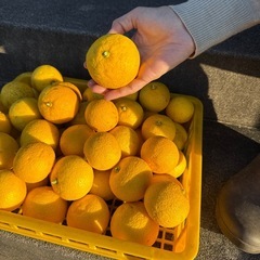 化学肥料農薬不使用　カボス10個の画像