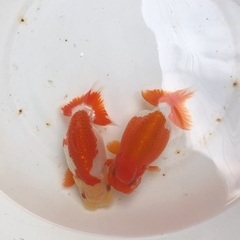 代理出品　価格改定しましたらんちゅう28匹　の画像