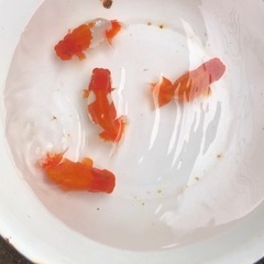 代理出品　価格改定しましたらんちゅう28匹　の画像