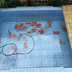 代理出品　価格改定しましたらんちゅう28匹　の画像