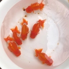 代理出品　価格改定しましたらんちゅう28匹　の画像