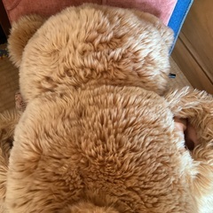 くまのぬいぐるみあげますの画像