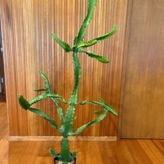 高さ約140cm！ ユーフォルビア（マハラジャ/ラクテア）オブジェプランツの画像