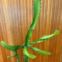 高さ約140cm！ ユーフォルビア（マハラジャ/ラクテア）オブジェプランツの画像