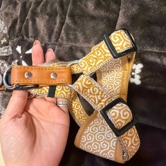 ハーネス　　犬用の画像