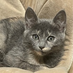 《里親様募集中！！！》