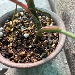 観葉植物・シンゴニウムの画像