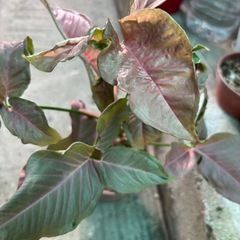 観葉植物・シンゴニウムの画像