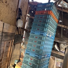 サンテナー、コンテナの画像