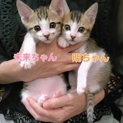 授乳から人に育てられた2ヶ月の子猫姉妹☆未来(みく)ちゃん