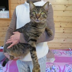 べた馴れティガーくん１～３歳