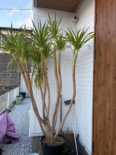 ユッカ　エレファンティペス　鉢上から170cmくらい
