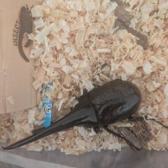 ✨️ヘラクレス初2令幼虫1頭300円✨️の画像