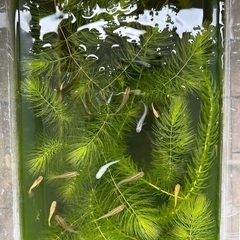 メダカ15匹（MIX）500円