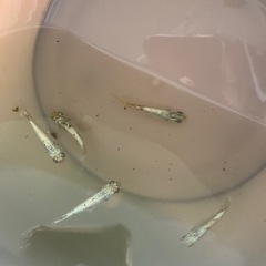 親種　飛輪　メダカ　めだかの画像