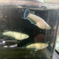 親種　飛輪　メダカ　めだかの画像