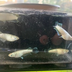 親種　飛輪　メダカ　めだかの画像