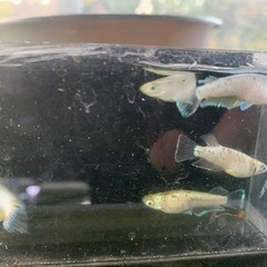 親種　飛輪　メダカ　めだかの画像