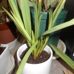 シンビジウムの画像