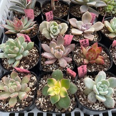 🌵多肉植物　き　　1ポット100円の画像