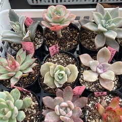 🌵多肉植物　き　　1ポット100円の画像