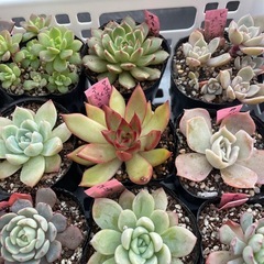 🌵多肉植物　き　　1ポット100円の画像