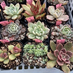 🌵多肉植物　き　　1ポット100円の画像