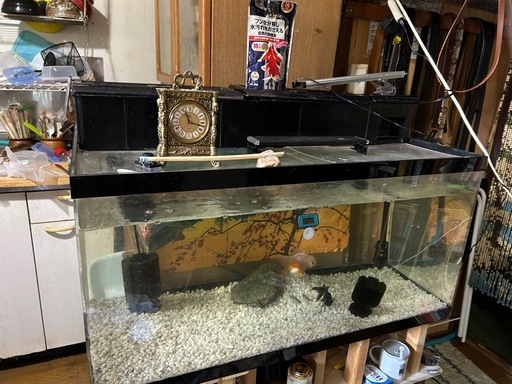 金魚の里親