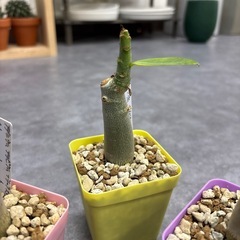 アデニウム アラビカム ブラックステム コーデックス 塊根植物 ３株セット まとめ売りの画像