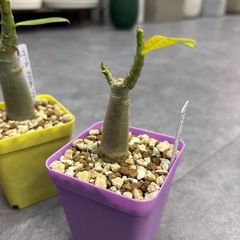 アデニウム アラビカム ブラックステム コーデックス 塊根植物 ３株セット まとめ売りの画像