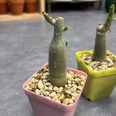 アデニウム アラビカム ブラックステム コーデックス 塊根植物 ３株セット まとめ売りの画像