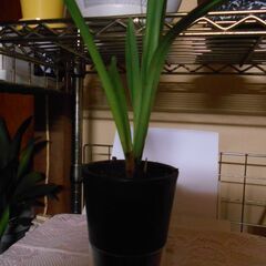 シンビジウム②の画像