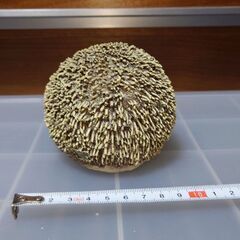 ハリネズミ②　HOTANT　置き物　オブジェ かわいい　置物　オーナメントの画像