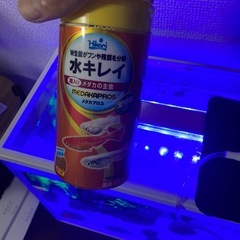 熱帯魚セットの画像