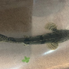 エンドリケリー ショートの画像