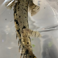 エンドリケリー ショートの画像