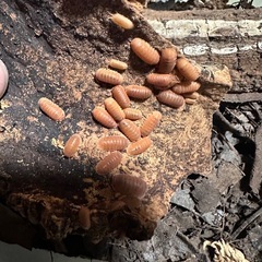 ISO5000 15匹の画像