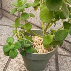  アロマティカス　爽やかな香りとぷっくり葉が可愛い多肉ハーブの画像