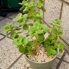  アロマティカス　爽やかな香りとぷっくり葉が可愛い多肉ハーブの画像