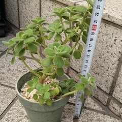  アロマティカス　爽やかな香りとぷっくり葉が可愛い多肉ハーブの画像