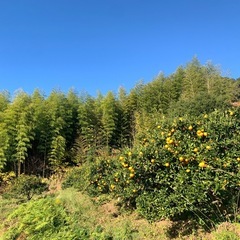 八女市立花産みかん
の画像