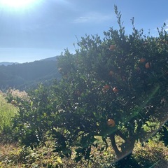 八女市立花産みかん
の画像