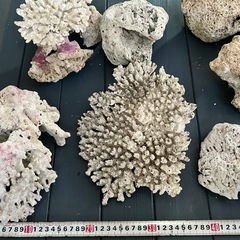 デスロック　貝殻　サンゴテーブルの画像