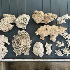 デスロック　貝殻　サンゴテーブルの画像