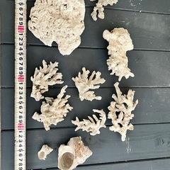 デスロック　貝殻　サンゴテーブルの画像